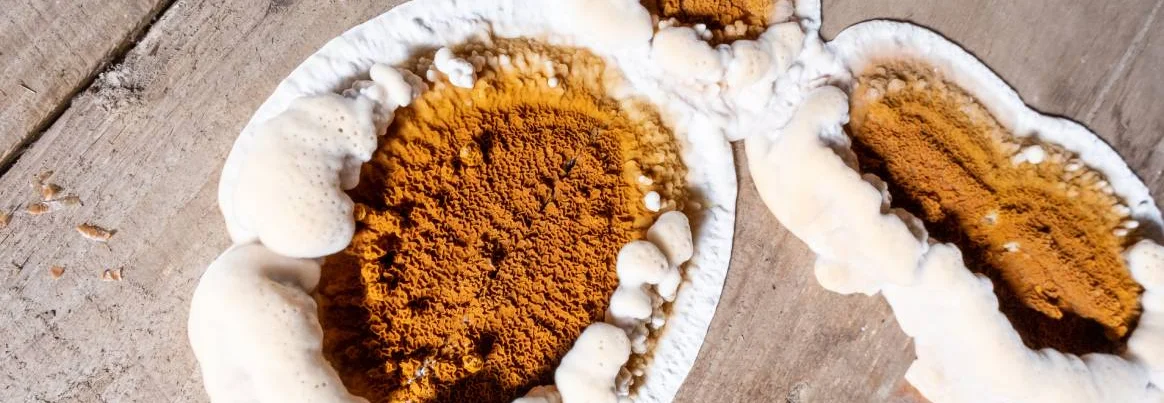 Nahaufnahme von Echtem Hausschwamm auf Holz.